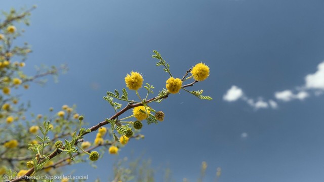 A branch with fluffy yellow flowers and green leaves against a clear blue sky.