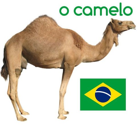 camelo