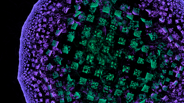 Fractal imagery.