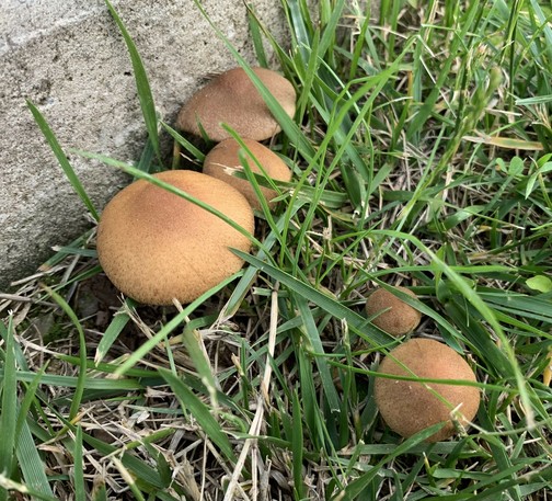 Several brown round mushrooms growing on the lawn by a concrete curb.
