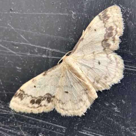 A small 1.5 cm wide flat moth, butterfly shaped.  It is a pale cream colour with three distinctive brown spots close to the left and right wing edges. Above the spots, in each wing corner is a brown smudge and these are all separated from the central part of the wing by a wavy brown line. On the other side of that line, in the central cream section of wing, there are four tiny brown diamond dots, two on each wing.  Finally, the wing edges are heavily fringed. The moth sits on a black, scratched plastic planter.