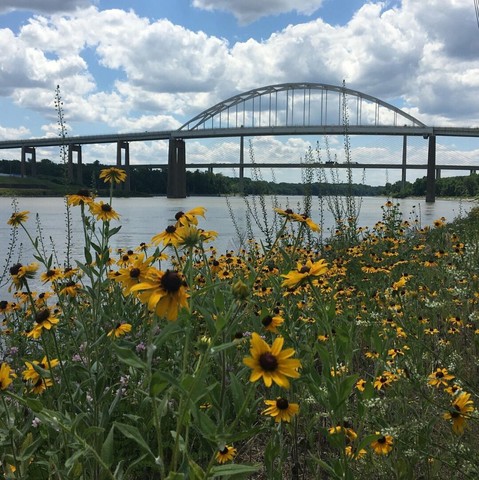 In the distance, a bridge crosses a canal.  Beyond that, a second bridge crosses the canal.  And beyond that is a light blue sky dominated by fluffy, white clouds.  Up close, the shot is taken from the bank of the canal and through a cluster of black-eyed susan flowers which have brown centers, bright yellow petals and green stems and leaves.