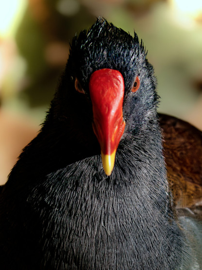 𝗣𝗶𝗰𝘁𝘂𝗿𝗲 𝗗𝗲𝘀𝗰𝗿𝗶𝗽𝘁𝗶𝗼𝗻 (𝗘𝗻𝗴): A very close front view of a Common Moorhen, highlighting its colorful red and yellow beak, its black plumage and its also red eyes.

𝗗𝗲𝘀𝗰𝗿𝗶𝗽𝗰𝗶𝗼́𝗻 (𝗘𝘀𝗽): Vista frontal, muy cercana, de una Gallineta Común, destacando su colorido pico rojo y amarillo, su plumaje negro y sus ojos también rojos.