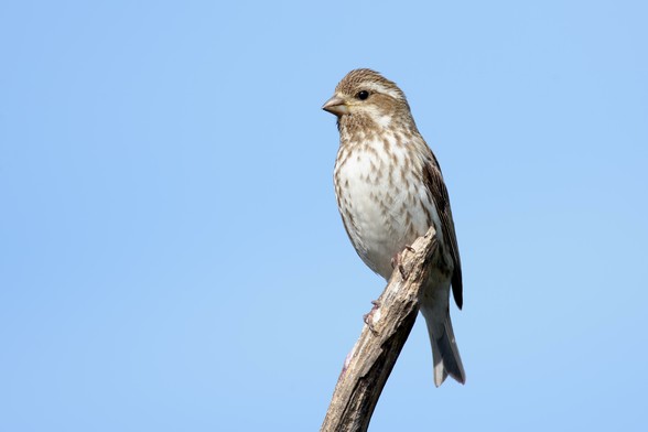 The head of the bird is a quarter from the top and just right of the middle of the photo.
It is sitting in the top of a dead tree and facing to the left.
The background is a Blue sky.