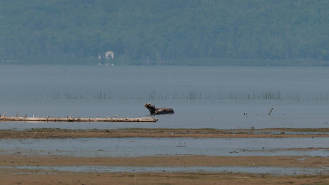 A greyish photo of a sandy beach with the close opposite shoreline barely visible. There is a white house surrounded by forest.
In the foreground in the water lies a large chunk of wood looking like an animal with it's head raised.