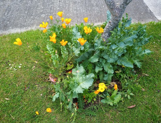 some flowers growing around a small tree on grass verge.