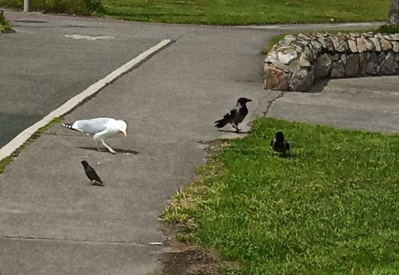2 crows a gull and a starling at dropped food on footpath by bikepath.