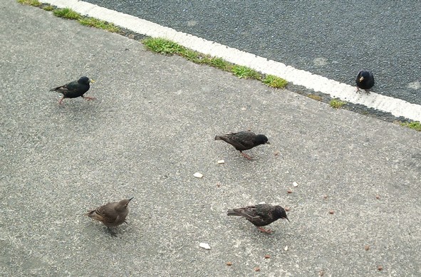 5 starlings on footpath by bikepath at some dropped food.