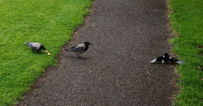 2 crows and a magpie at dropped food on path through green space.