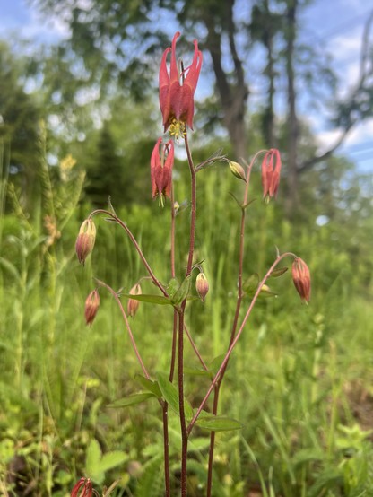 A red flowering plant with intricate red bell-like petals pointed down toward the ground. The plant has 3 mostly open flowers with a few more buds waiting to open.
