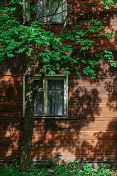 The old wooden, brown house and its windows are shadowed by a green maple tree standing next to it.