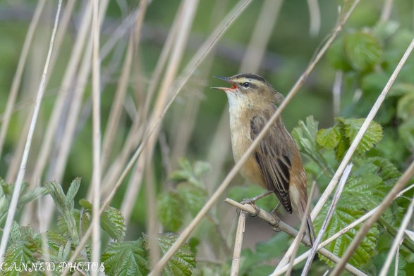 A Sedge Warbler perched atop tall grass, blending into the natural landscape.