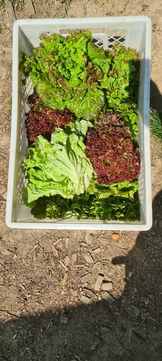eine Kiste Salat von oben fotographiert