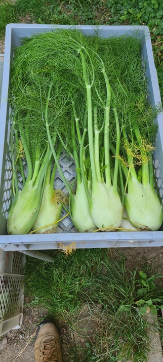 eine Kiste fenchel von oben Fotographiert