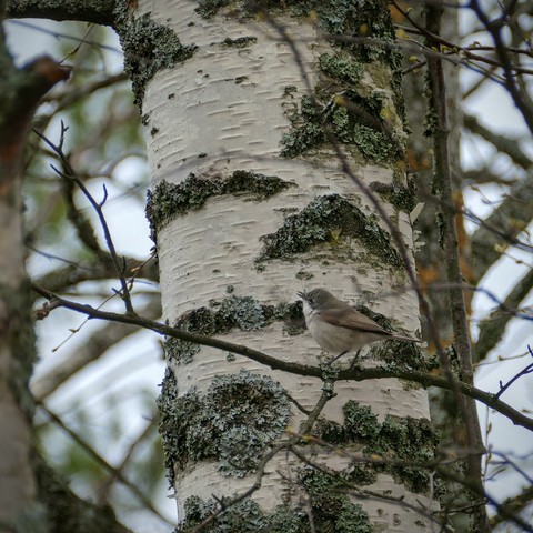 Lesser whitethroat is sitting on the branch, birches around;