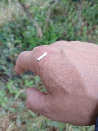 photo d'un insecte inconnu.