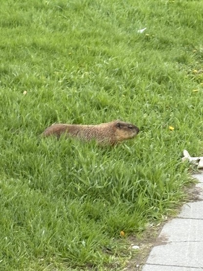 Groundhog