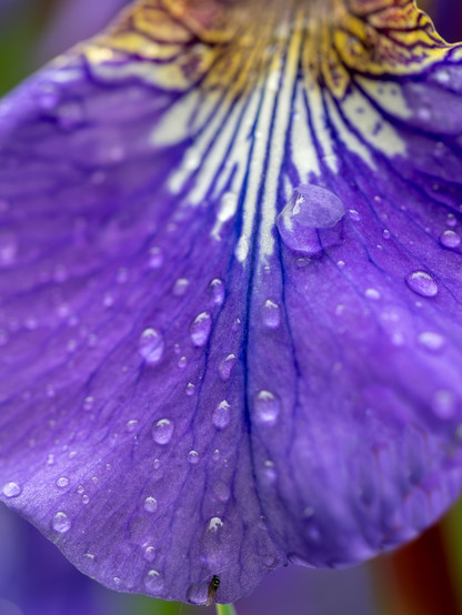 Purple petal  with raindrops on it