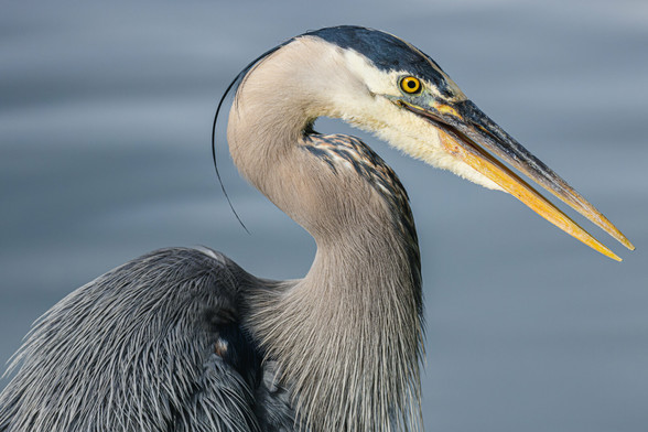 A photo of the head, neck, and shoulders of a great blue heron (Ardea herodias) with its beak open, facing to the right. It has a long pale neck, a long sharp gray and yellow-orange beak, white head with dark blue-gray stripes above its eyes, long thin dark blue-gray crest feathers on the back of its head, and bright yellow irises.