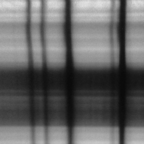 Several dark vertical stripes across a background of grey horizontal lines of varying saturation. The dark stripes are absorption features in the solar spectrum, the grey is the varying color of the sun's surface.