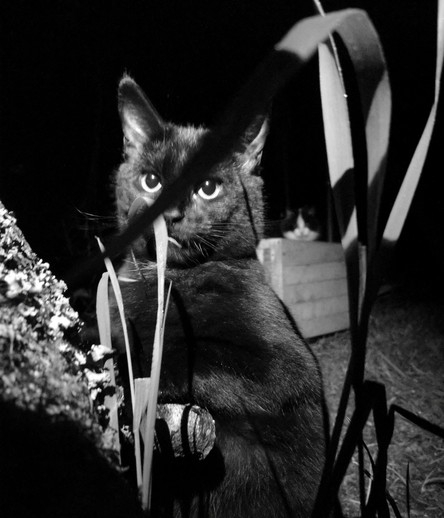 A black cat on the prowl at night. Her black and white brother watching her.