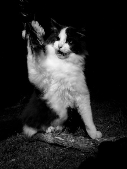 Fierce black and white cat at night hunting for dangerous dangletoys.