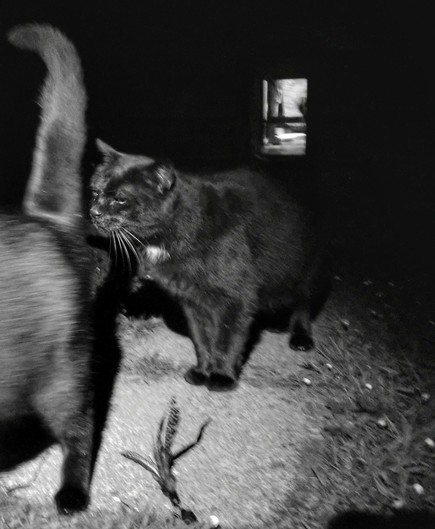 Black cats 2 factor authentication
