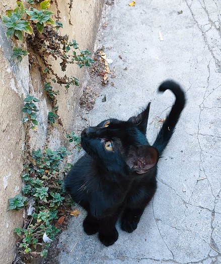 A black stray kitten with yellow-green eyes, standing on a narrow sidewalk, curiously looking upwards towards something on her side.