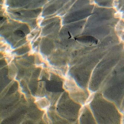 Caustic lights in the Sardinian sea with swimming fishes