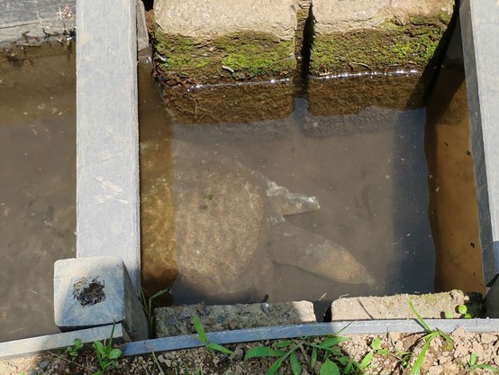 Picture of a long necked Japanese pond turtle swimming in a water channel. The turtle almost entirely fills the width of the channel.