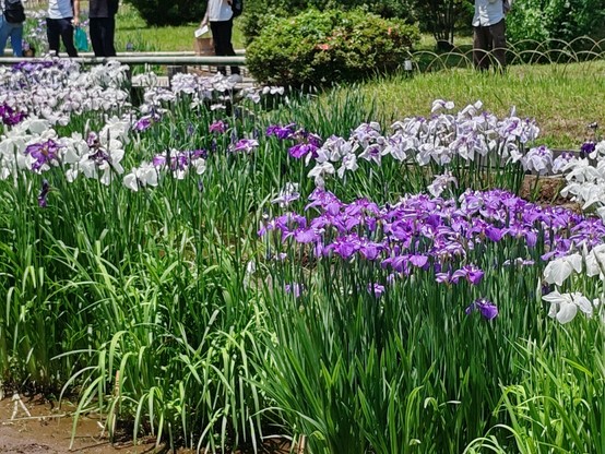 Picture of clumps of marsh iris in flower, with purple, white and mixtures of the two represented.