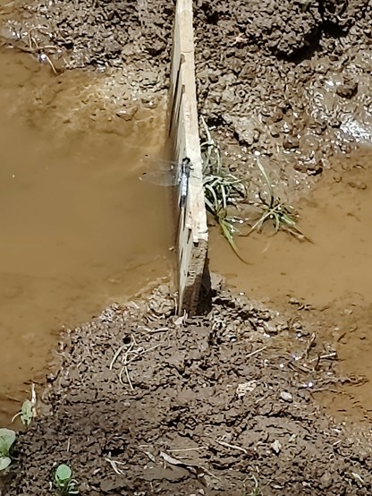 Picture of what looks to be a blue bodied chaser or darter dragonfly resting on a board set across the flow of water from one flower bed to the next.