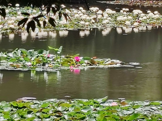 Picture of red and white water lilies in flower on a pond.