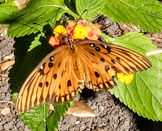 Close up of an orange and black butterfly just landed on a patch of wild lantana flowers.