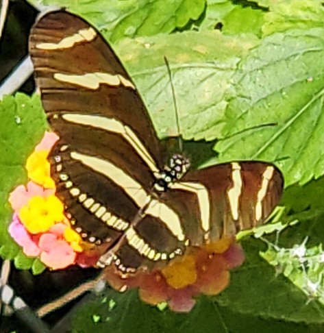 Close up of a large striped butterfly just landed on a patch of wild lantana flowers.