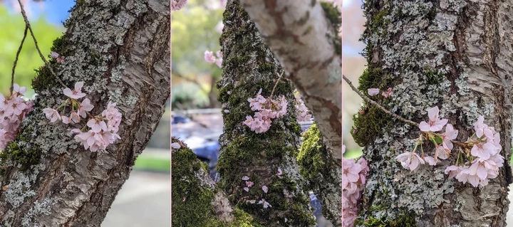 Three images of sakura blossoms against a lichen encrusted tree