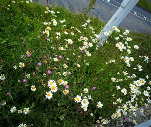 some wild flowers making a home between dual carriageway and bike path.