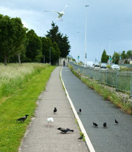 2 crows, 2 gulls and 6 starlings descend on dropped food.