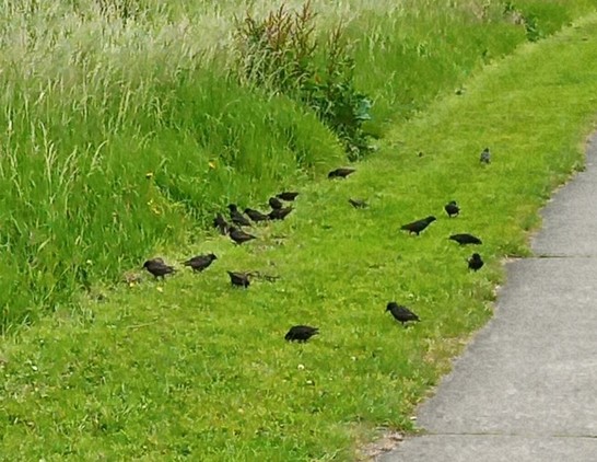 16 or so starlings on grass verge looking for insects.