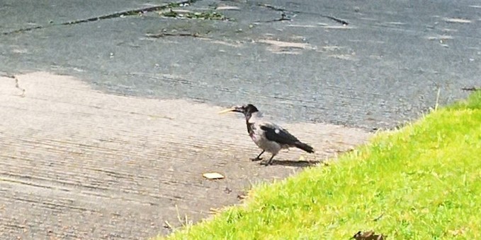 a crow with 2 crackers.