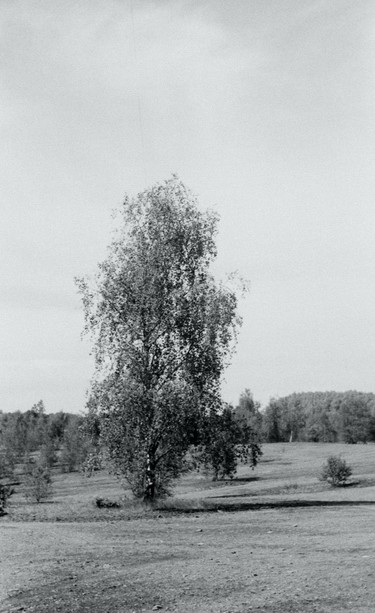 One of my fave trees in foliage again