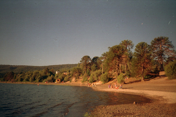 Lake coast with Araucarias.