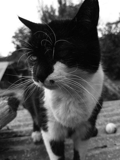 Black and white boss cat