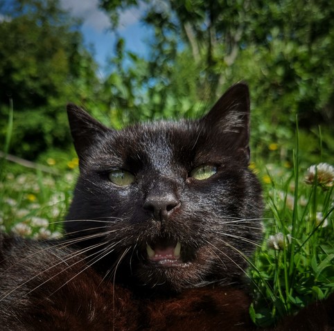 Black cat enjoying the sun
