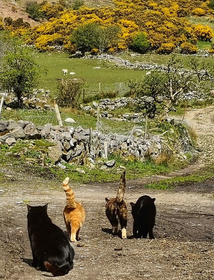 Farm cats off for an outing in the hills