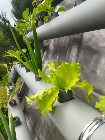 Lettuce and chives in a pvc pipe of a vertical garden, above them a pipe full of cabbages