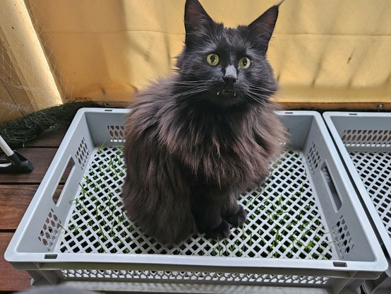 Black long-haired cat "Hope" sitting in a grey plastic lattice box, looking slightly up at the camera. Her vampire teeth are clearly visible.