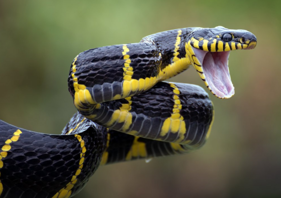 real mangrove snake