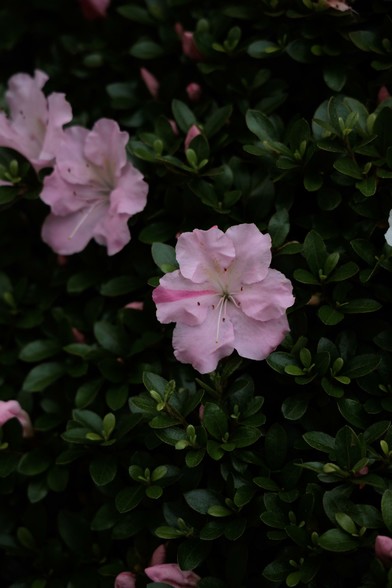 A close-up of a light pink azalea flower surrounded by dark green foliage, highlighting its delicate petals and intricate details.