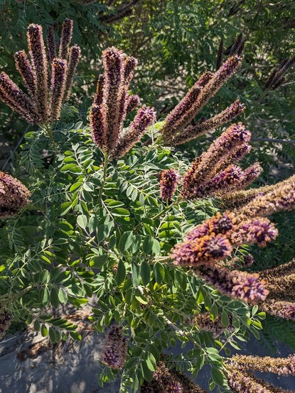 Some purple and orange flowers growing on a shrub (false indigo bush) on the beach